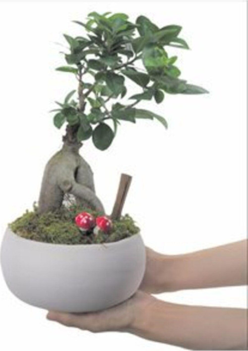 Ficus Ginseng Bonsai & Beyaz Capo Beton Saksıda Hediyelik Canlı Çiçek