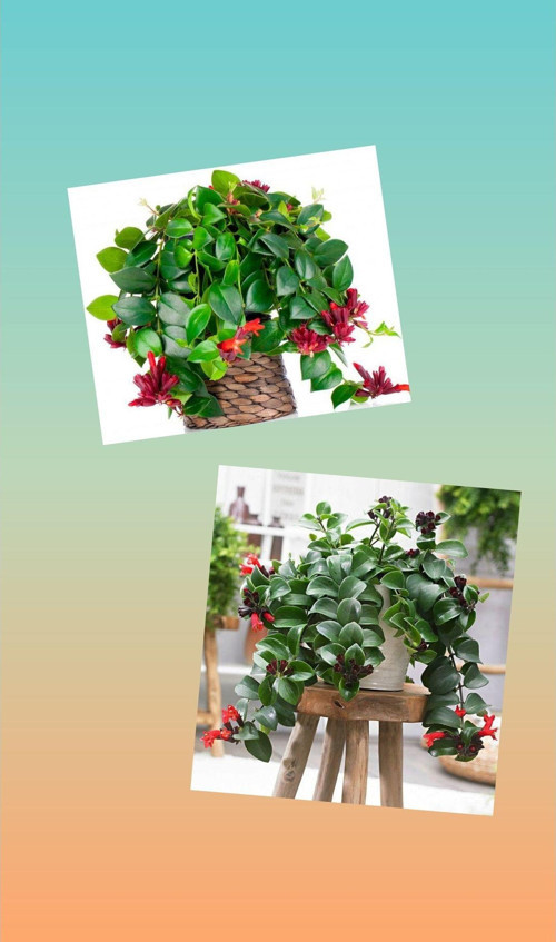 Hediyelik Ruj Çiçeği (Aeschynanthus) Dekoratif Saksıda Kampanya