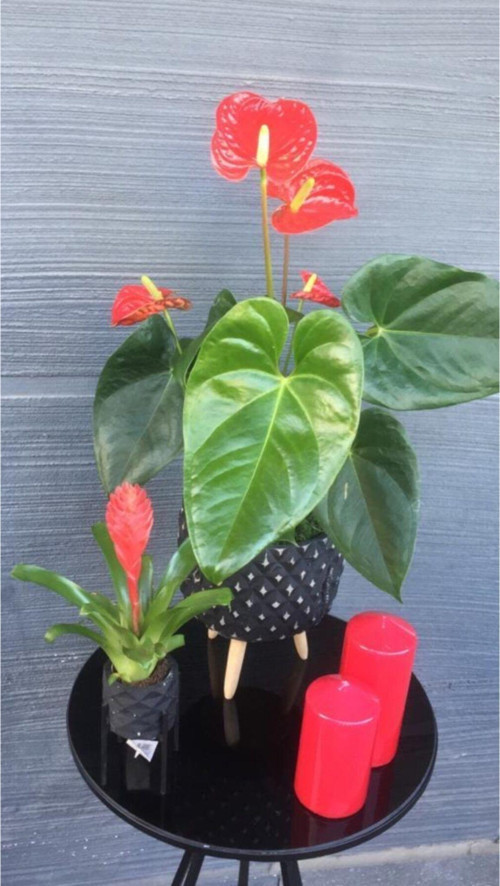 Anthurium Antoryum