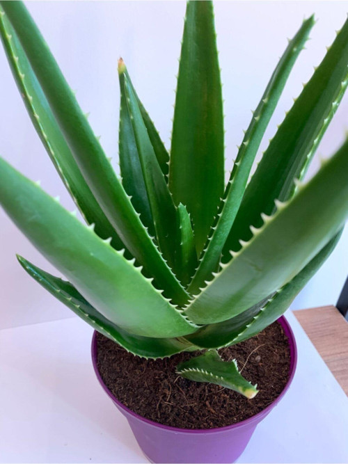 Aloe Vera
