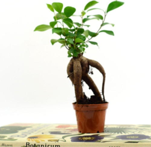 Bebek Ficus Ginseng Bonsai -5,5 Cm Saksı