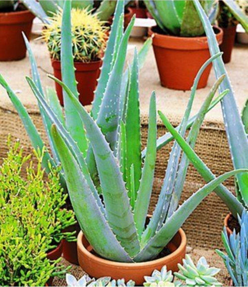 Aloe Vera - Aloevera