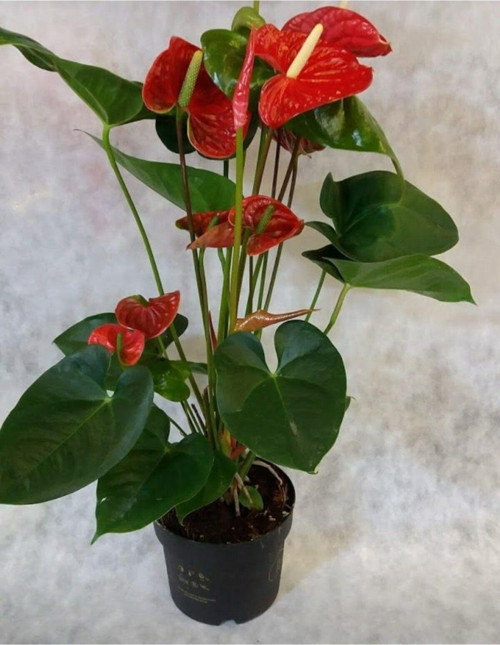 Antoryum Çiçeği Kırmızı Antoryum Flamingo Çiçeği Boy 30-40 Cm