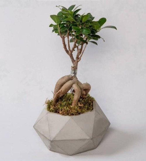 Geometrik Beton Saksıda Bonsai