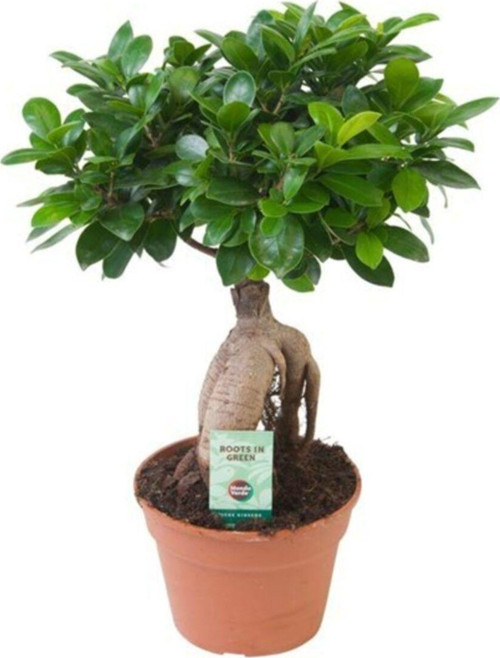Bonsai Ficus 'Ginseng' M