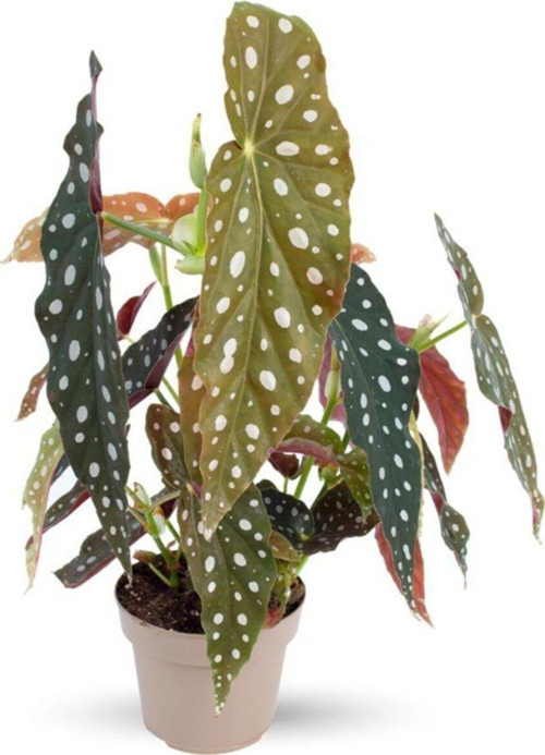 Begonia Maculata Çilli Begonya Ev Ofis Salon Iç Mekan Bitkisi -:14 Cm H:30 Cm