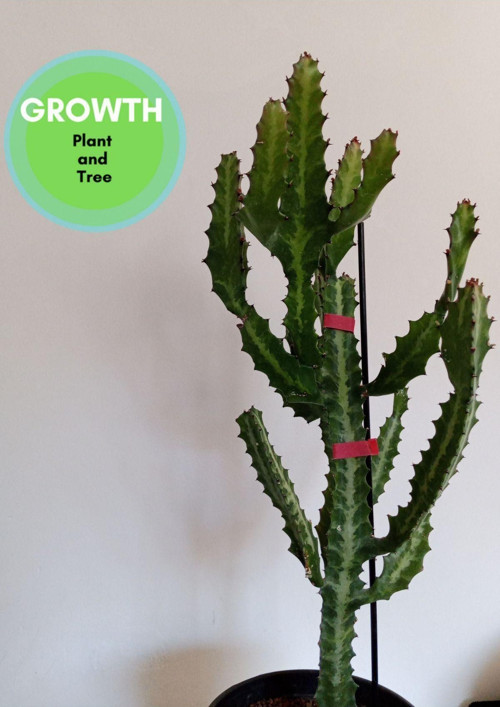 Euphorbia Lactea