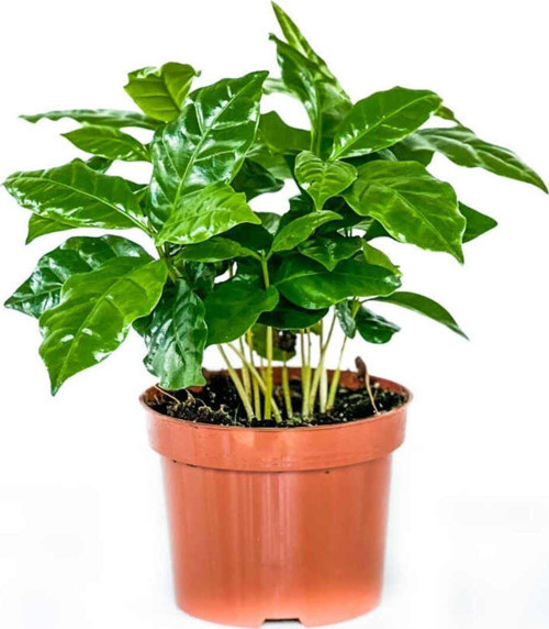 Coffea Arabiaca Kahve Ağacı 30Cm