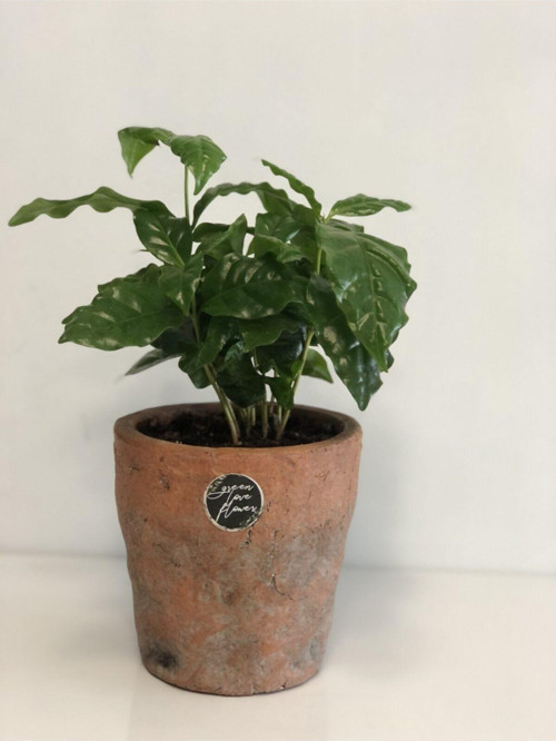 Coffea Arabica - Kahve Ağacı