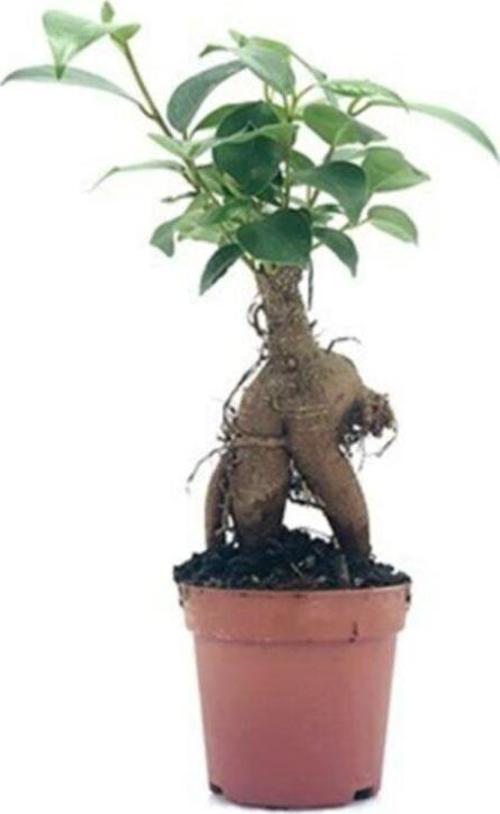 Bonsai Ficus Ginseng Mini 10-15Cm