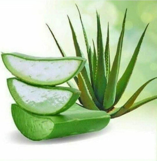 5 Kg Aloe Vera Yaprak Kozmetik Türü Jel Dolu Yapraklar