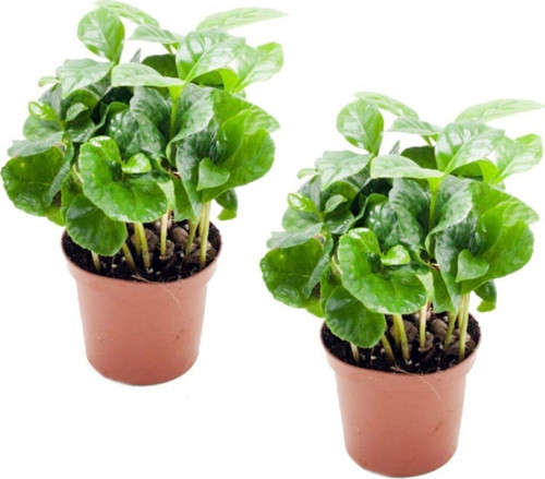 Coffea Arabica - Set 2 Adet Kahve Çiçeği Mini - Ev Ofis Salon Iç Mekan Bitkisi - Baby