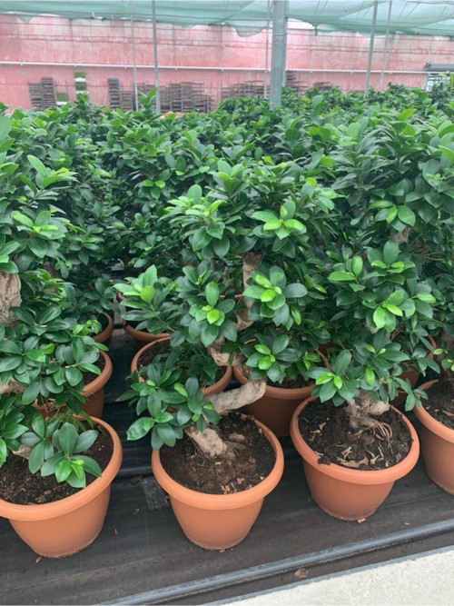 Bonsai Ficus Ginseng S Gövde 110-120 Cm Bonsai S Gövde
