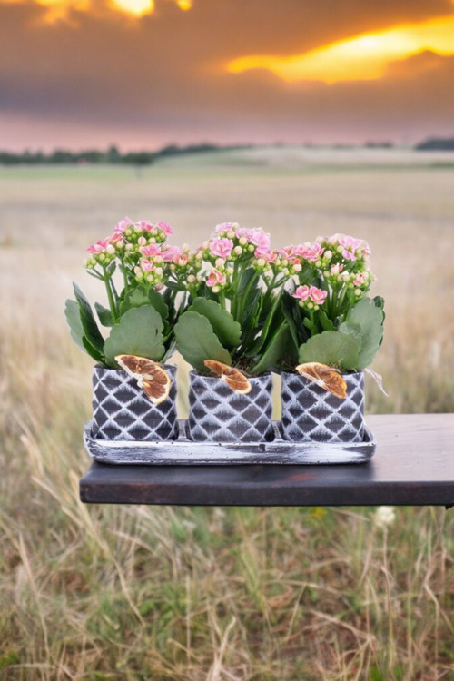 Dekoratif Taş Saksılarda Kalanşo Bitkileri Kalanchoe 001Lpd