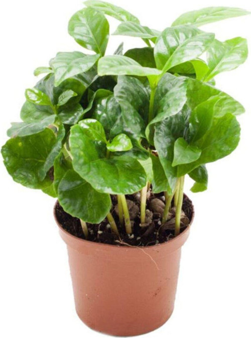 Coffea Arabica Kahve Çiçeği Kahve Ağacı