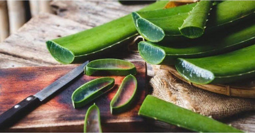 5 Kg Aloe Vera Yaprak Kozmetik Türü -Jel Dolu Yapraklar