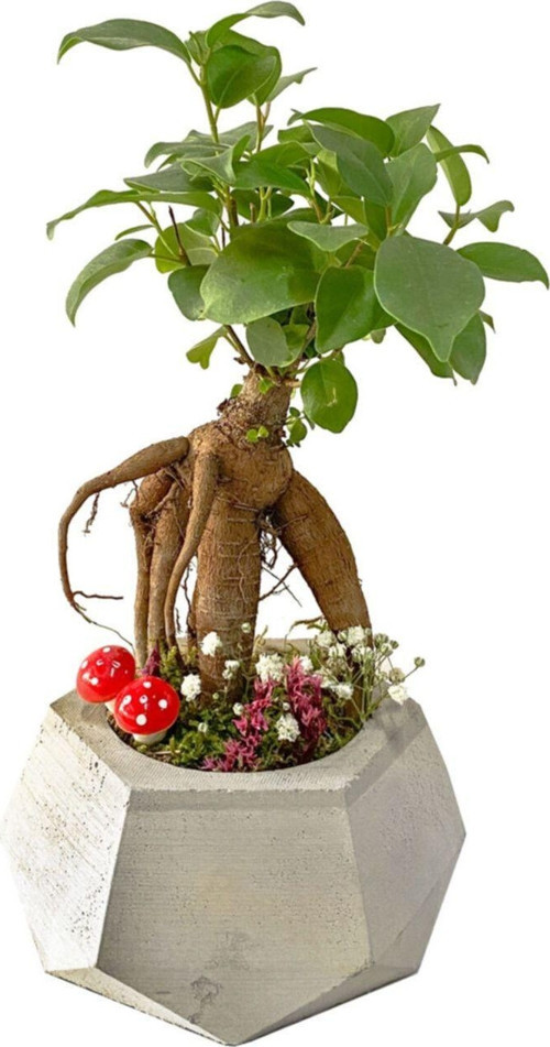 Geometrik Beton Saksıda Mini Ficus Ginseng Bonsai