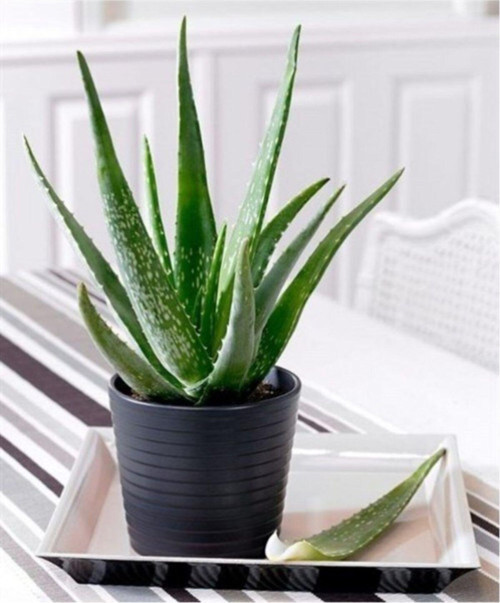 Aloe Vera Bitkisi