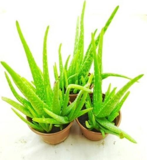 Aloe Vera Bitkisi 3 Saksı