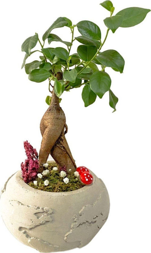 Beton Dünya Saksıda Mini Ficus Ginseng Bonsai