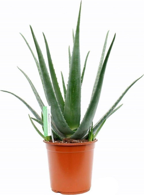 Aloe Vera Bitkisi 30 40 Cm Sarı Sabır Bitkisi Ev Bitkisi