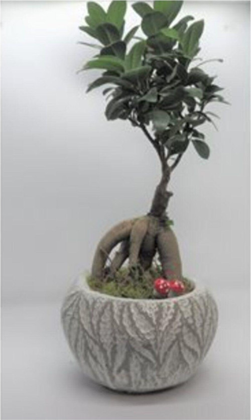 Ficus Ginseng Bonsai & Beyaz Vane Beton Saksıda Hediyelik Canlı Çiçek