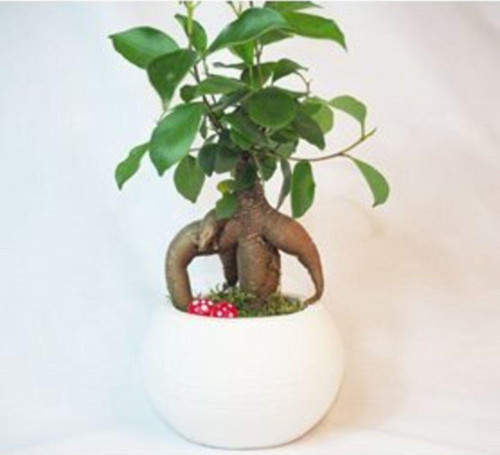 Ficus Ginseng Bonsai & Beyaz Venüs Beton Saksıda Lik Canlı Çiçek