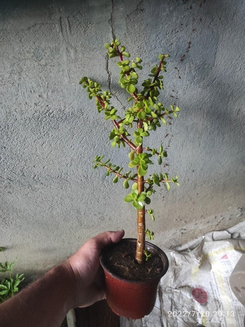Bonsai Minik Ağaç Bonzai Gövde Carmona 25 Cm Masa Üstü Bitki Ev Bitkisi Salon