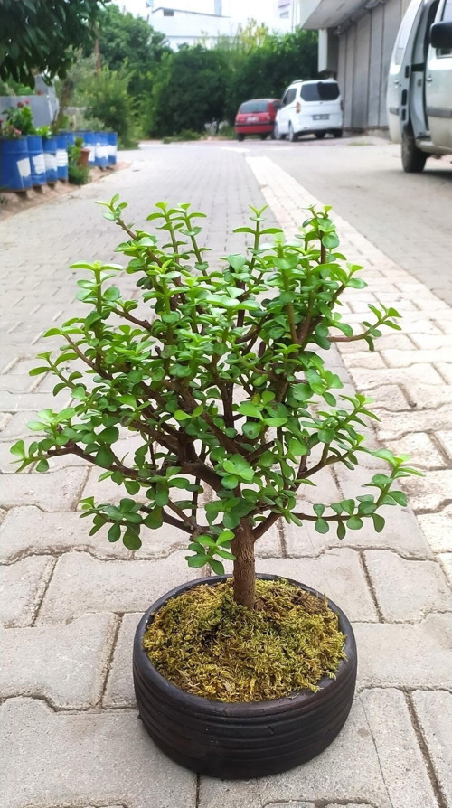 Bonsai Para Ağacı - Para Çiçeği - Bereket Ağacı