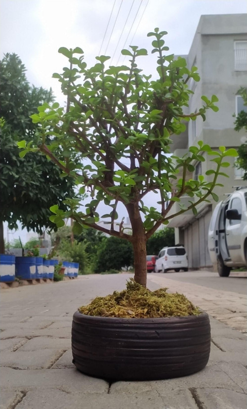 Bonsai Para Ağacı - Para Çiçeği - Bereket Ağacı Dekoratif Saksılı