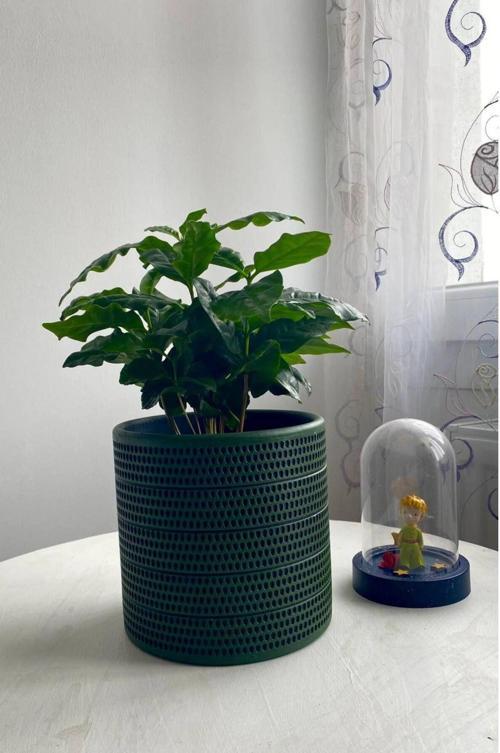 Coffea Arabica-Kahve Çiçeği