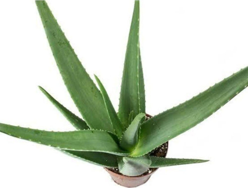 Aloe Vera Sarısabır 10.5 Saksıda