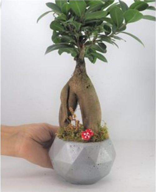 Ficus Ginseng Bonsai & Gri Geometrik Beton Saksıda Hediyelik Canlı Çiçek