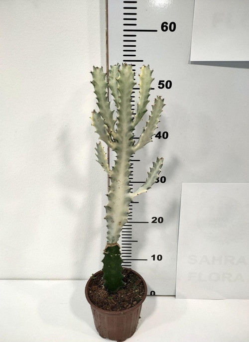 Euphorbia Lactea White Ghost Özel Tür Aşılı Kaktüs - Uzunluk