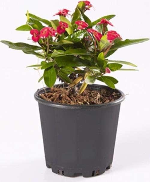 Euphorbia Milii - Dikenler Tacı