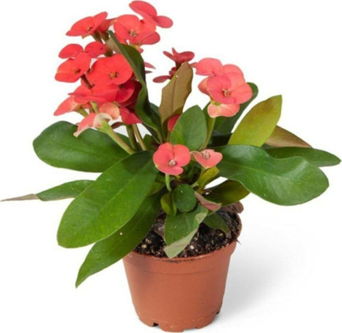 Euphorbia Milii Dikenler Tacı Çiçekli Kaktüs 20 Cm