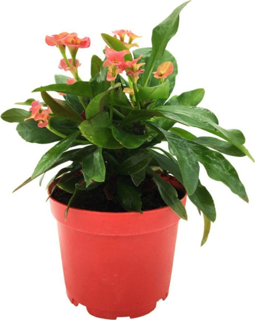 Euphorbia Milii Dikenler Tacı Pembe Çiçek