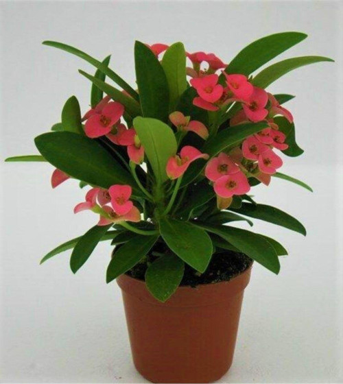 Euphorbia Milii,,Dikenler Tacı Pembe Renk Ithal Kaktüs Ev Ofis Iç Mekan Bitkisi 12 Cm Büyük Saksıda