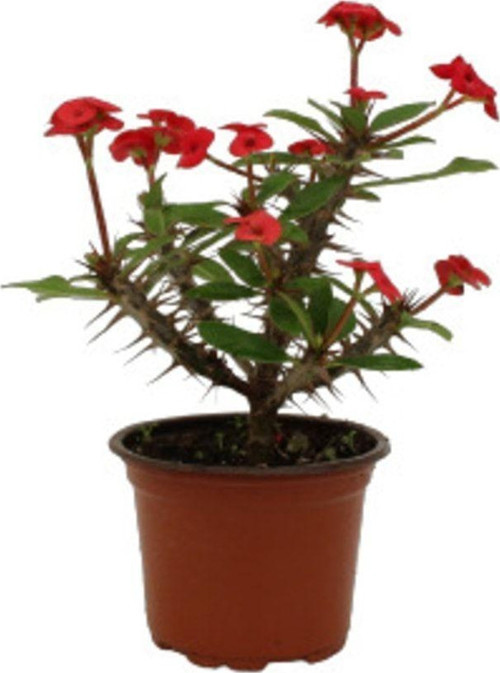 Euphorbia Milli Dikenler Tacı Kırmızı Çiçekli 20Cm Iç Mekan Dekoratif Bitki
