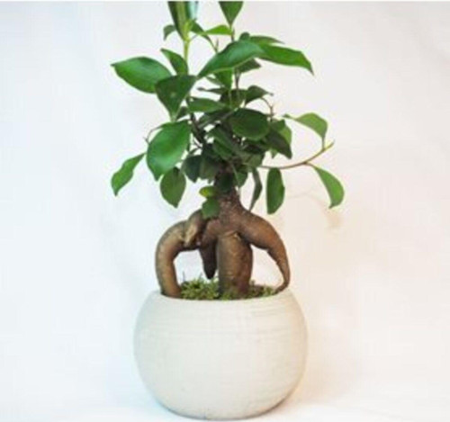 Ficus Ginseng Bonsai & Gri Venüs Beton Saksıda Hediyelik Canlı Çiçek