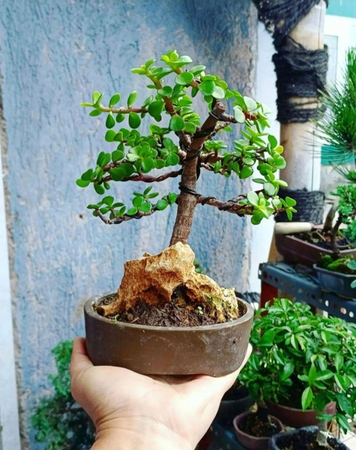 Bonsai Para Ağacı Dekoratif Saksıda