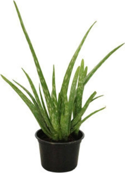 Aloevera Bitkisi 20 Cm Doğal Krem Aloe Vera Jeli