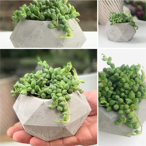 Geometrik Saksıda Tesbih Çiçeği Senecio