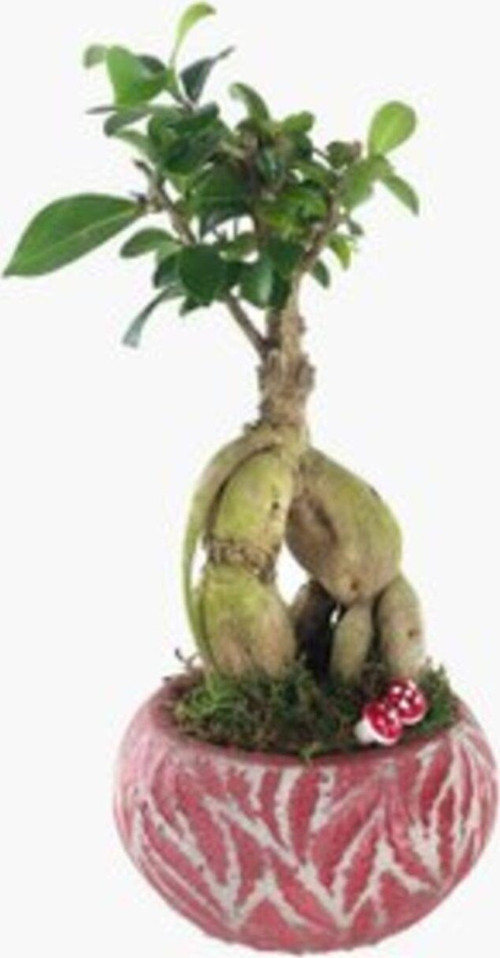 Ficus Ginseng Bonsai & Kırmızı Vane Beton Saksıda Lik Canlı Çiçek