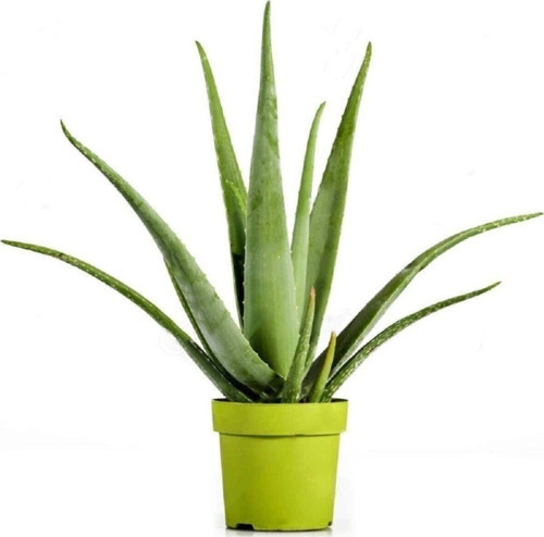 Aloevera Bitkisi 30 Cm Ev Bitkisi Ofis Bitkisi Salon Bitkisi