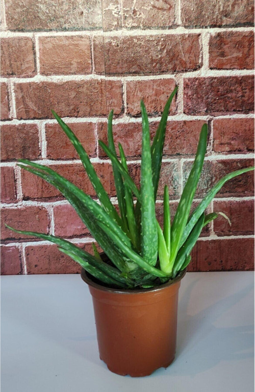 Aloevera Canlı Bitki