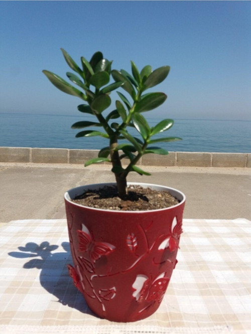 Crassula Ovata- Para Çiçeği- Bereket Bitkisi- 23-30 Cm 15 Aylık