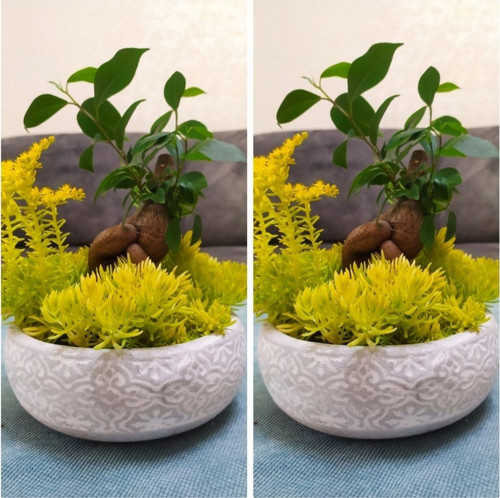 Bonsai Sedumlar Arasında Dekoratif Beton Saksıda