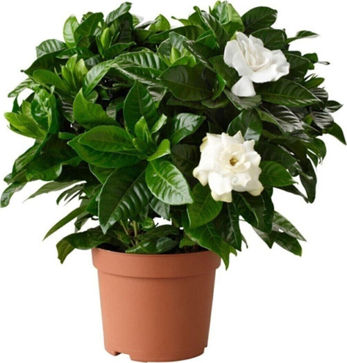 Gardenya Jasminoides Kokulu Gardenya Ev Ve Ofis Bitkisi 10-20 Cm