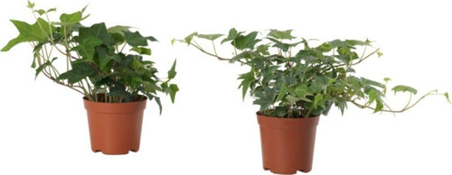 Hedera Helix - Bebek Orman Sarmaşığı Ev Ve Ofis Bitkisi